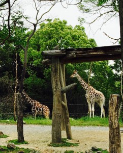 天王寺動物園のコスパにはトラさんの頭が上がりません。